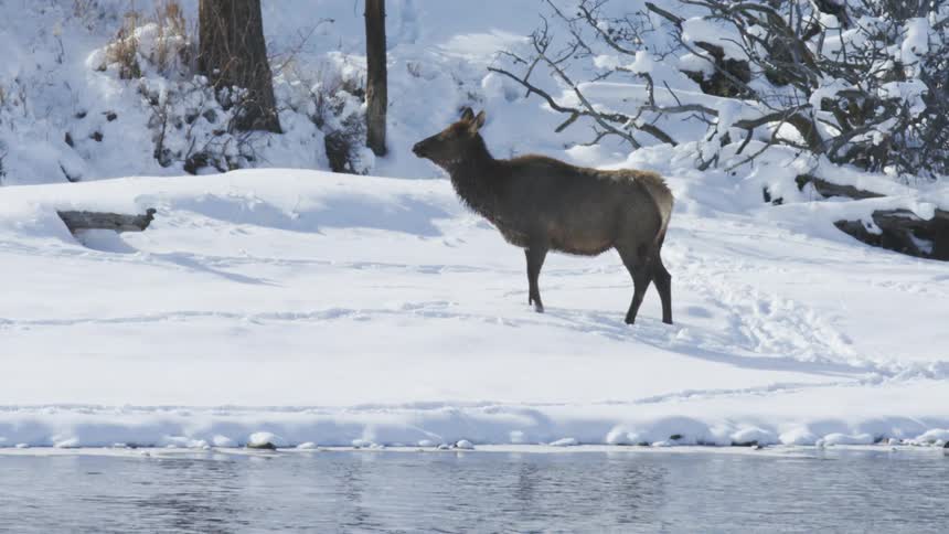 Cow elk walks through the snow covered area between a slope and flowing water