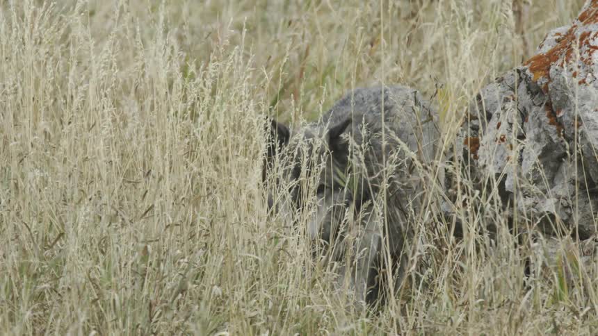 A gray wolf sits near a rock in long brown grass