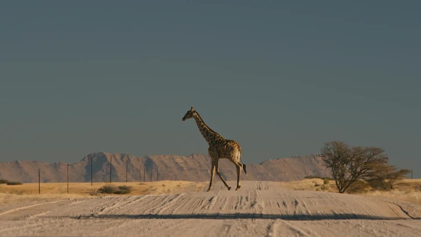 Giraffe crossing a sandy road with the silhouette of mountains on the horizon on a clear cloudless day