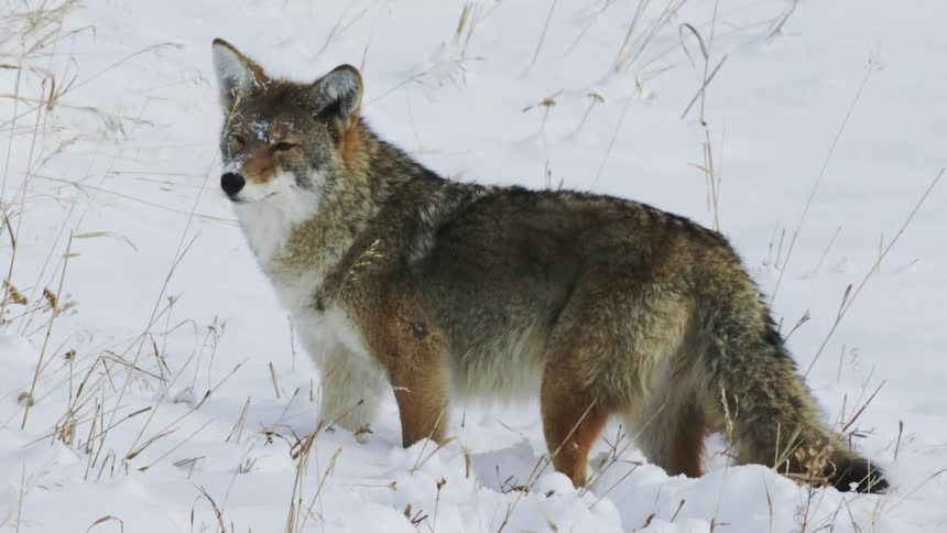 A coyote looks around on a snowy plain, then leaves