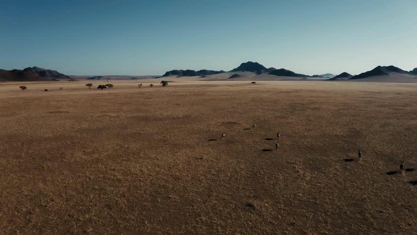 Aerial panorama of animals running in a desert field with mountains on the horizon against a cloudless blue sky