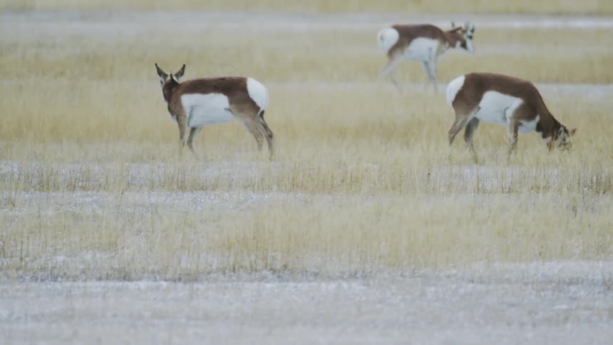 Three pronghorn graze and walk on a grassy area