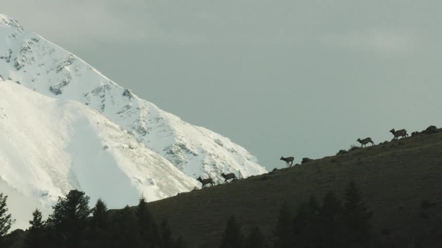 Elk running down a hill next to snowy mountains during a cloudy day