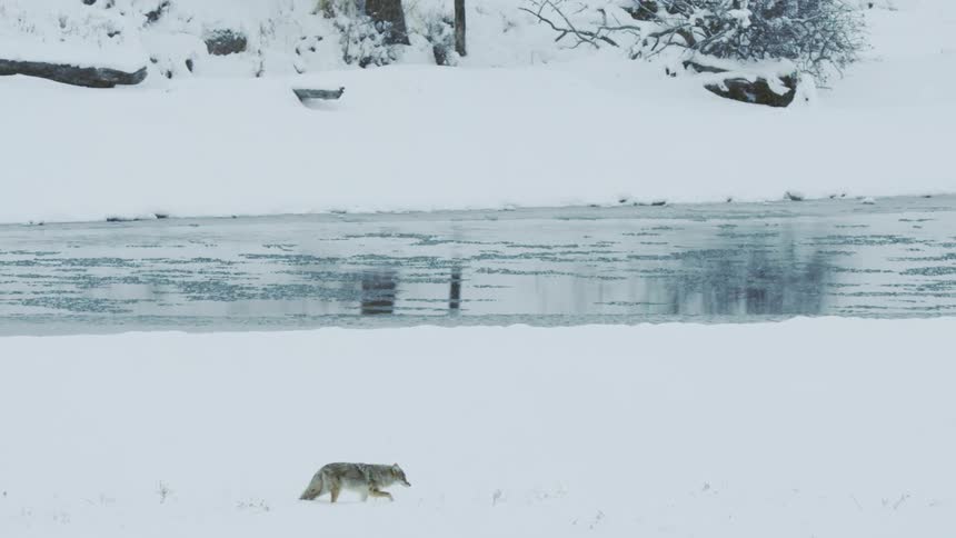 A coyote walks near an elk bathing on a river in a frozen snowy landscape