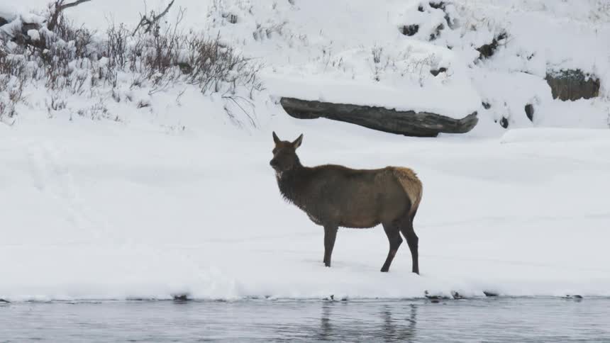 Cow elk standing by a lake on snowy ground