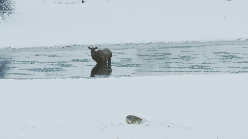 A coyote watching a cow elk taking refuge in a river