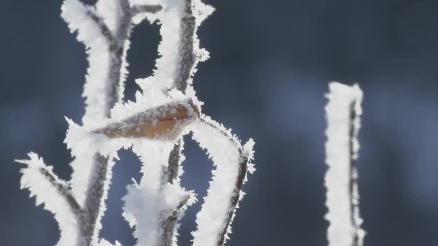 A frozen plant shaking in the wind