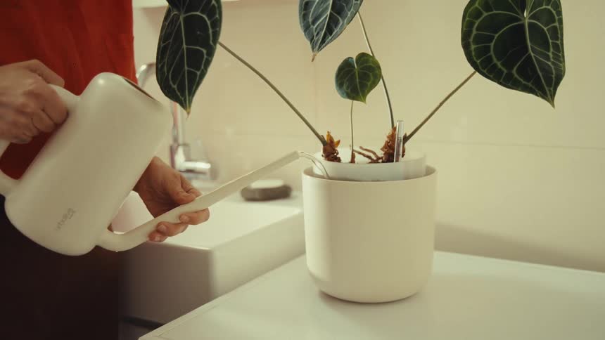 Woman waters houseplant with a watering pot at home