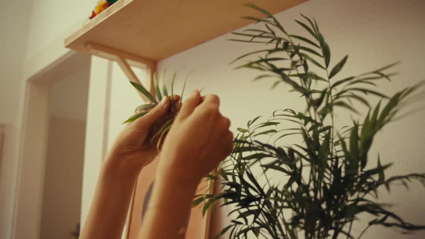 A woman delicately inspects the leafs on a potted plant on a shelf