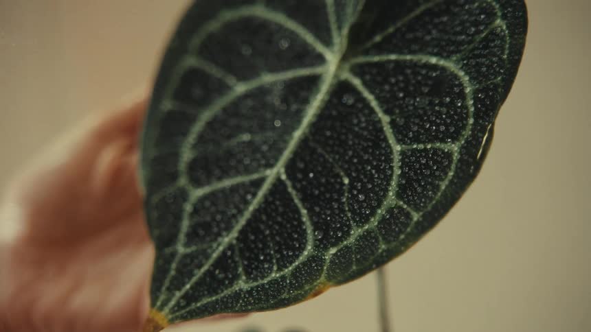 Persons hand spraying water on a plant
