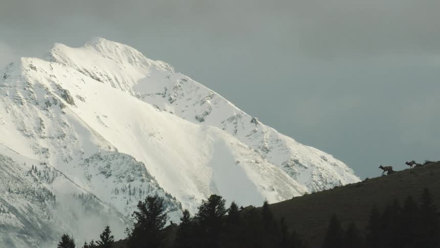 A herd of elk passing in front a snow covered mountain peak