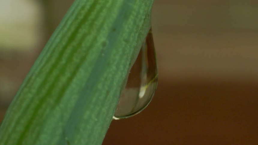 A larger droplet of water hangs on a plant leaf while several more droplets fall