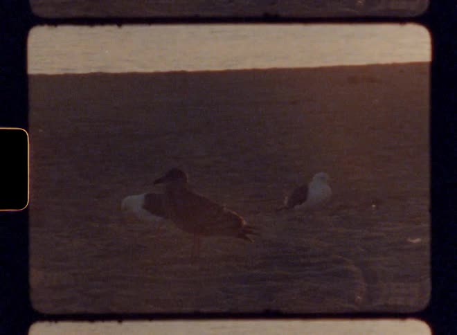 Birds walk around in the sand