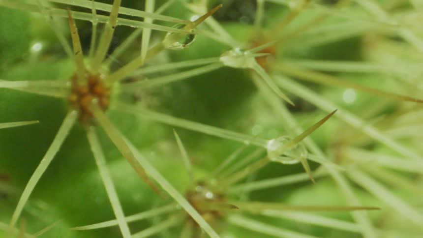 Some small plants with long leaves and droplets hanging from them
