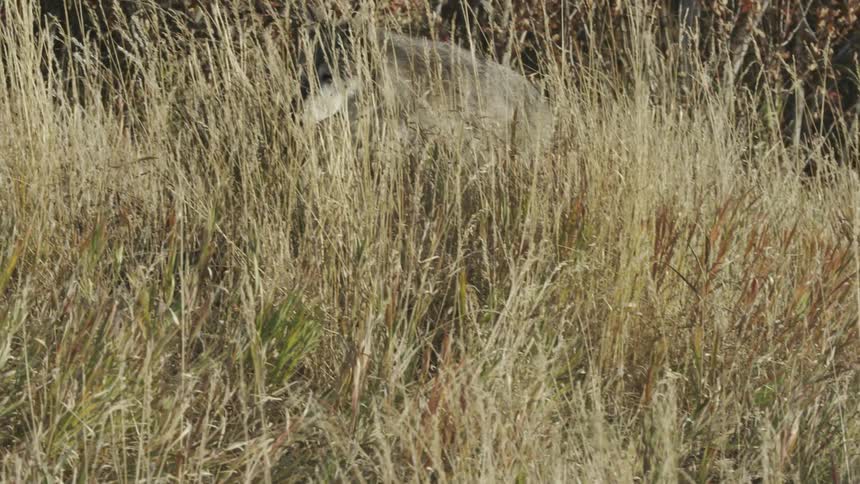 Wolf walks through the tall grass in autumn