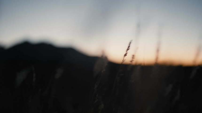 Reeds shaking violently in the wind