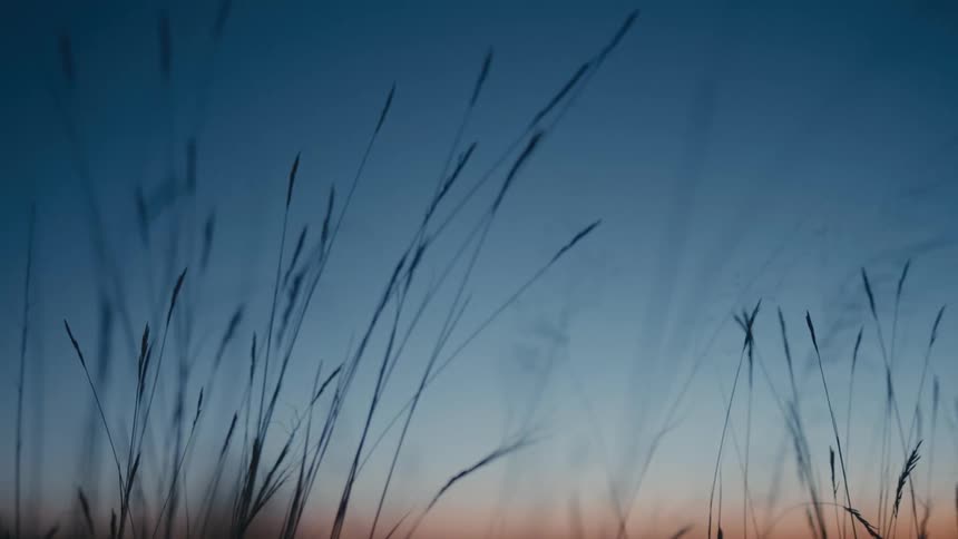 Tall grass moving by the force of the wind against a blue and reddish dawn sky