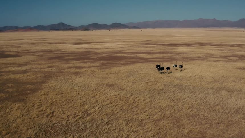 A flock of south african ostriches moves through the grasslands