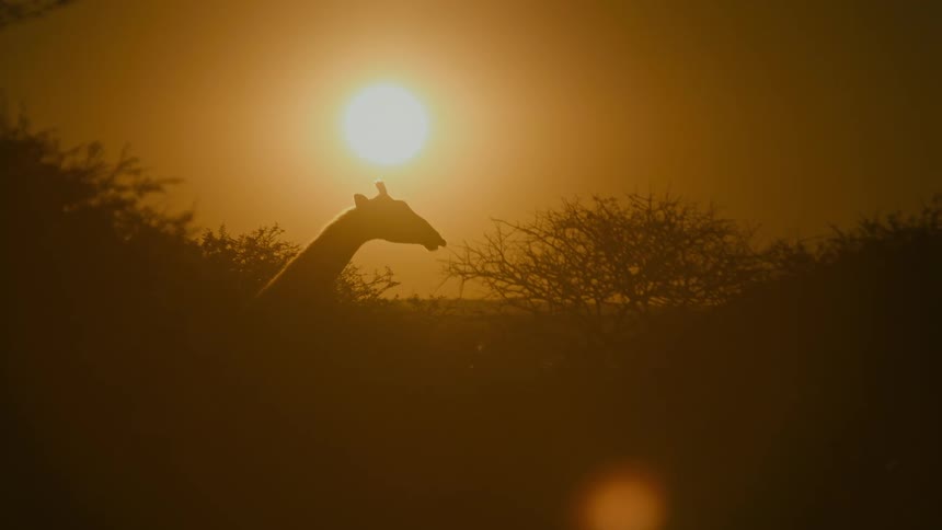 A giraffe eating from a tree