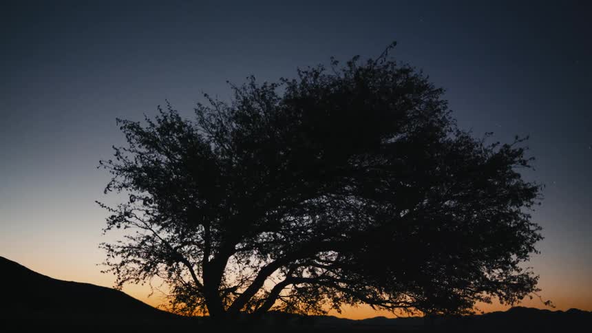 A tree with branches and leaves waving in the wind at dusk