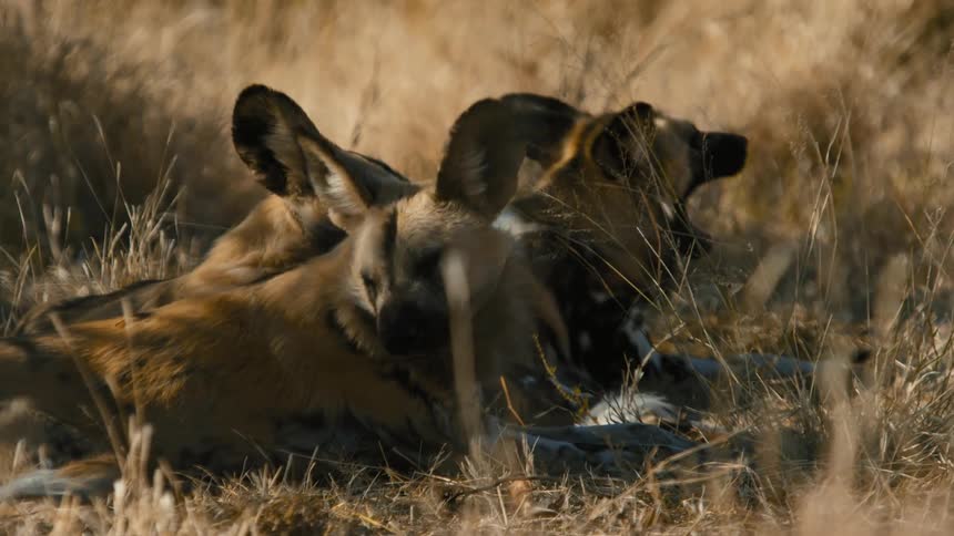 Three african wild dogs rest in the tall grass one scans the surroundings while another lets out a yawn