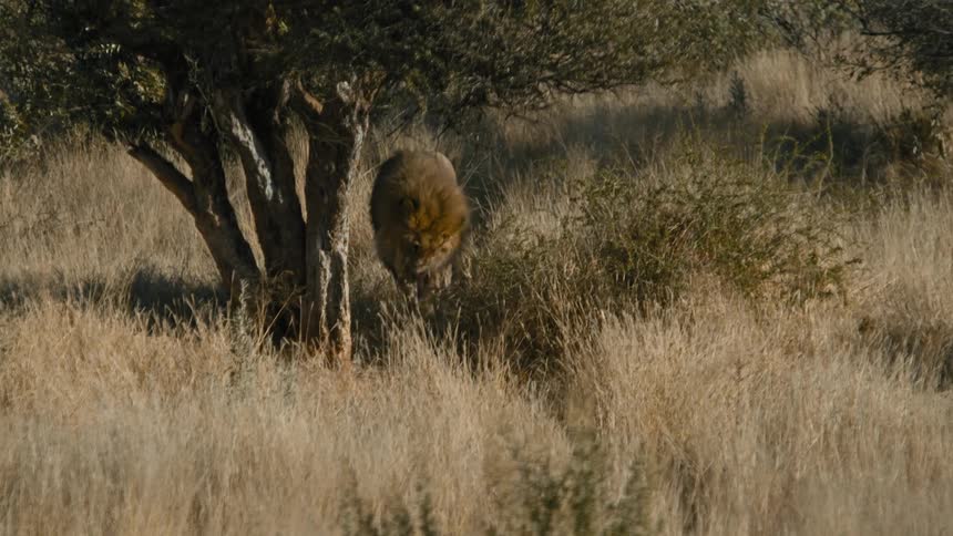 Lion walking through the jungle