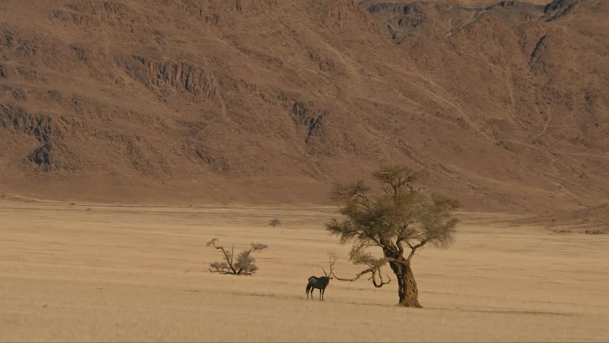 An oryx stands near tree in plain bordering mountains