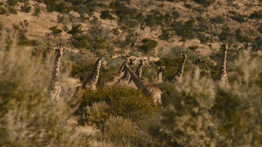 A large group of giraffes are standing together