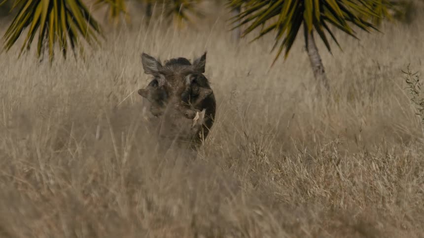 A warthog in a savannah