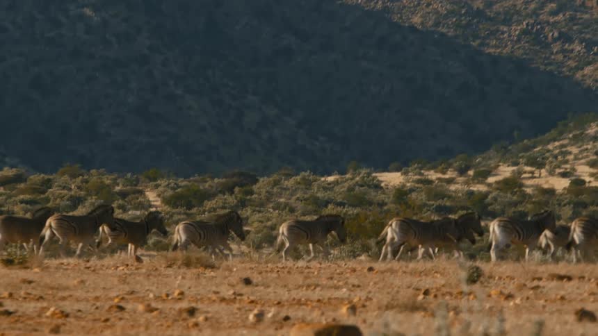 A herd of zebras walking in a savannah and they are all going to the right
