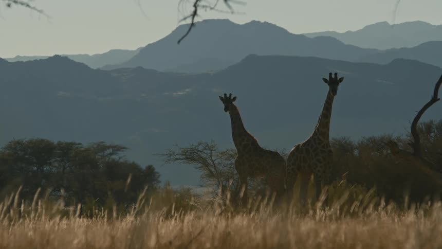 Two static giraffes in the jungle with the silhouette of mountains in the background