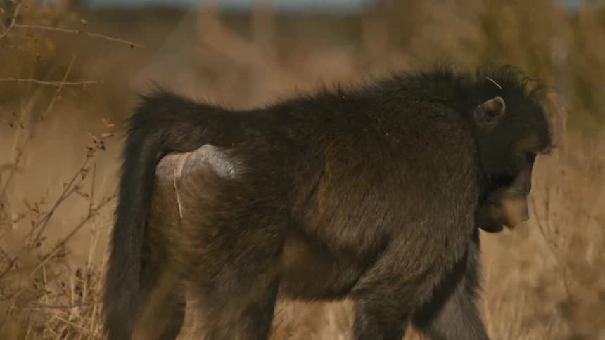 A monkey walks across a savanna