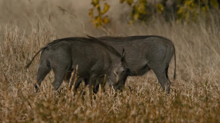 Warthogs feeding on dry grass