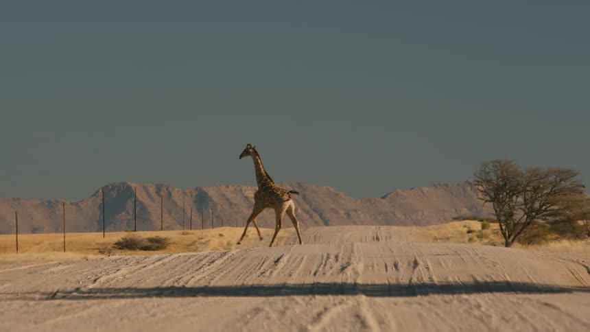 Giraffe crossing a dirt road with mountains on the horizon