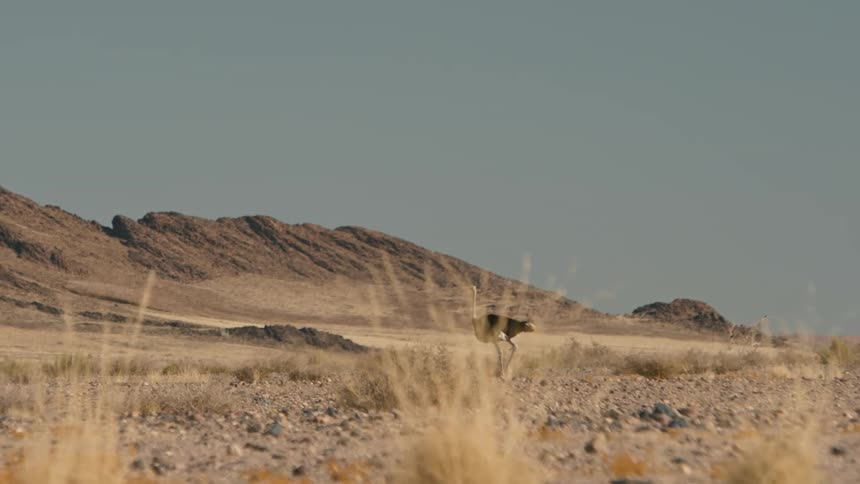 Ostrich walking on a desert biome soil in a day