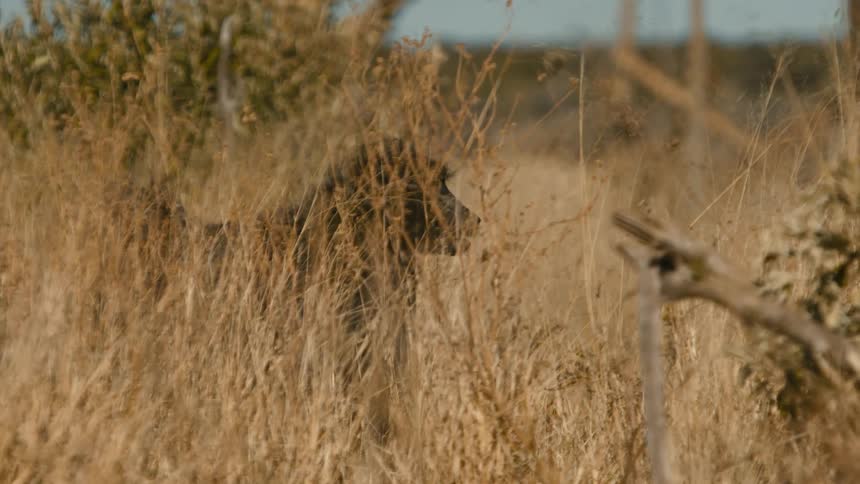 A monkey is hiding in tall beige grass