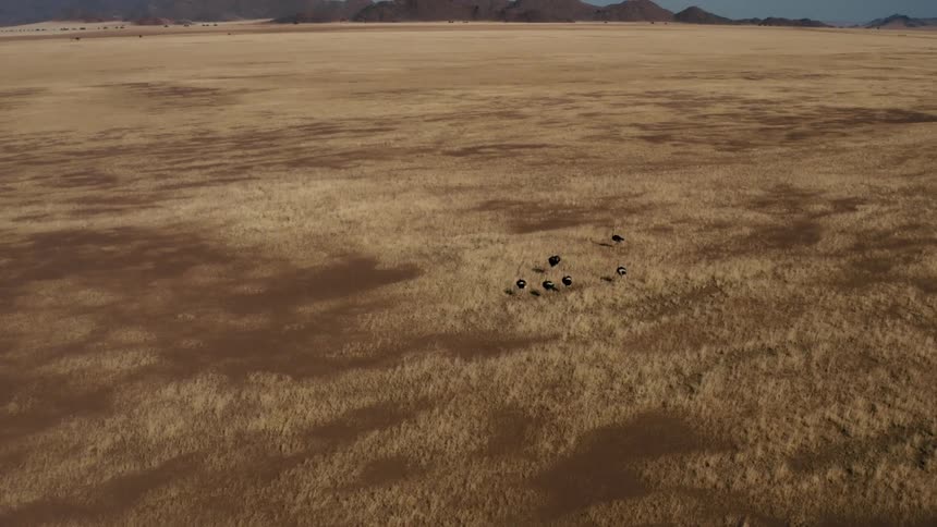 A flock of ostriches running in a savanna