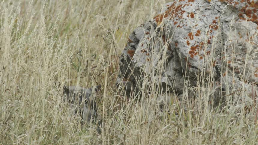 Gray wolf camouflaged in dry grass next to a rock