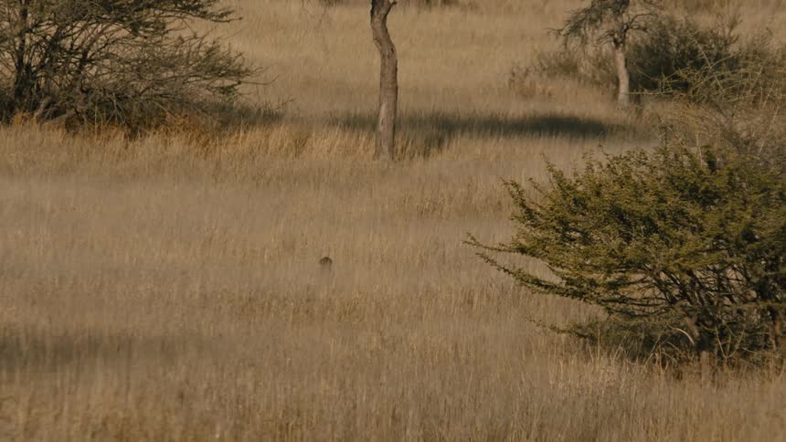 A group of baboons walk through the grass
