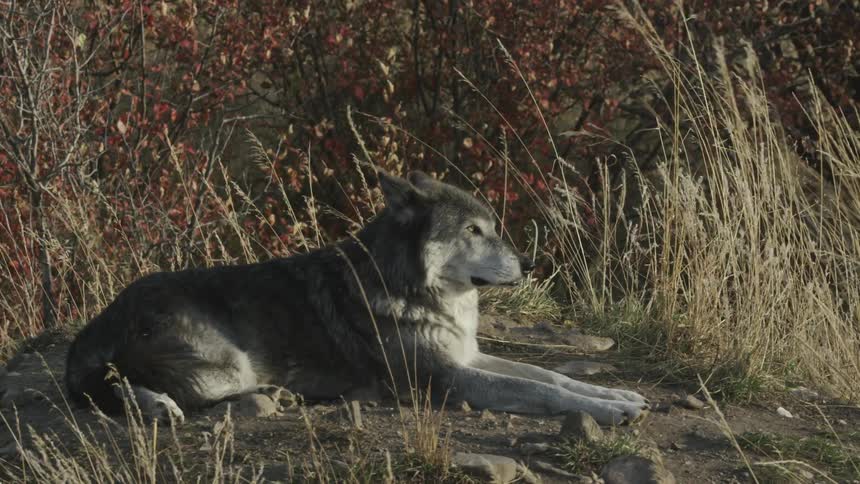 A lone wolf calmly rests on the ground while surrounded by tall grass