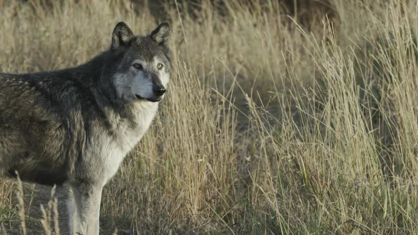 A wolf looks around in the tall grass