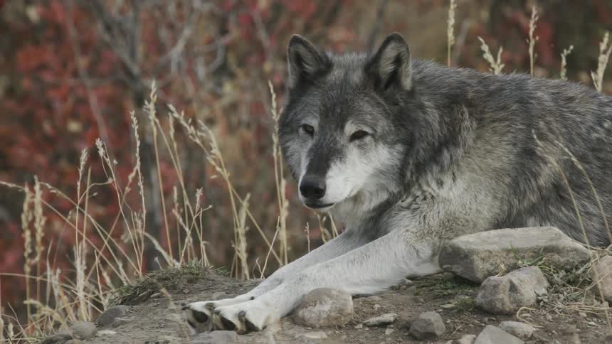 A lone gray wolf resting, briefly is alerted by something nearby