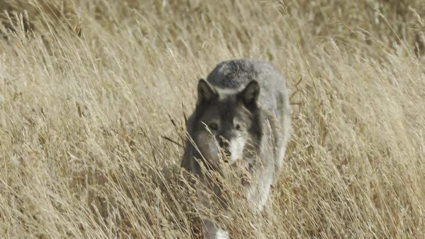 A gray wolf running through tall dry grass