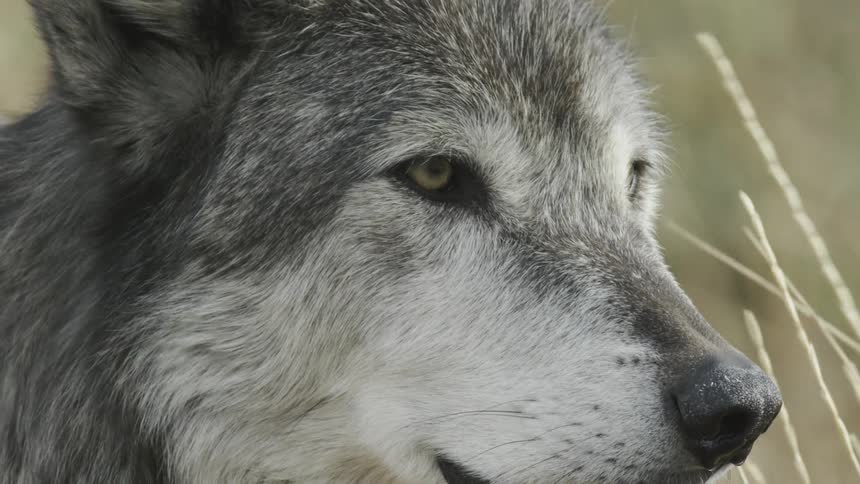 A wolf looks around outside on a windy day
