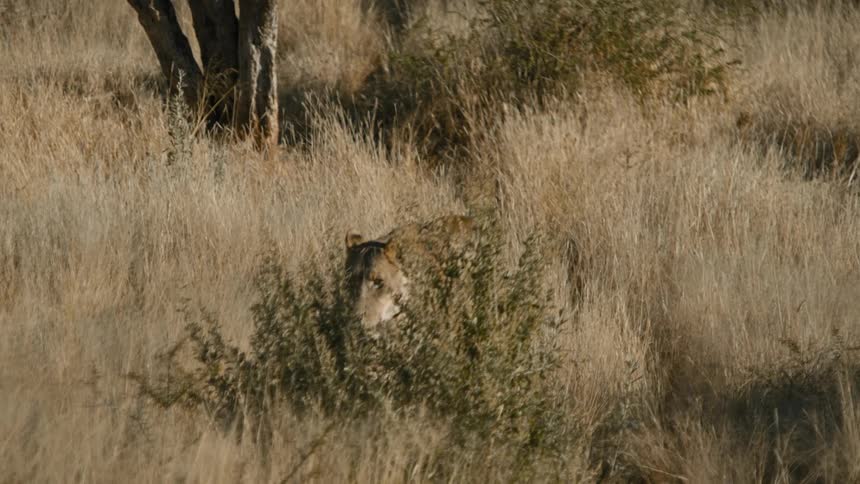 Lone lioness walks through grass in the savanna