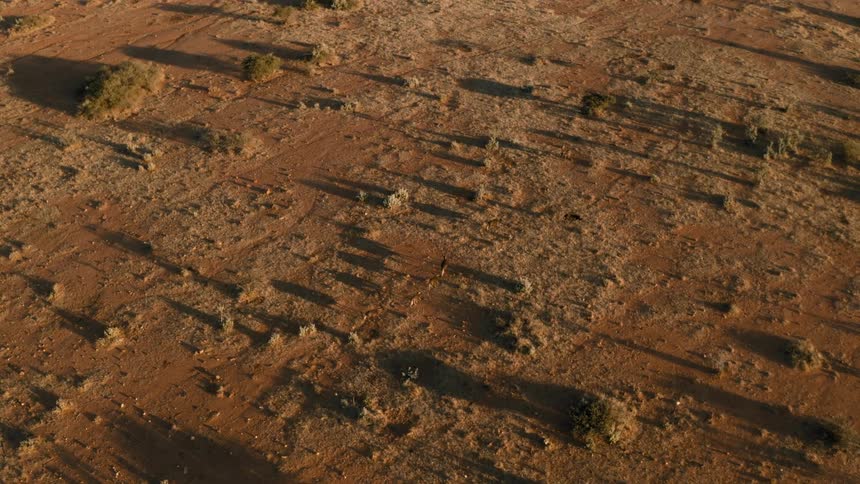 Aerial panorama of animals walking in a desert biome in the jungle