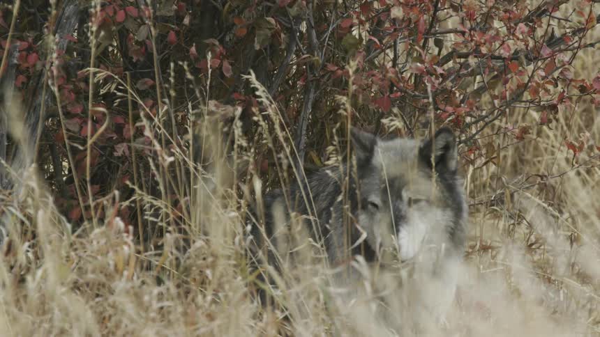 A wolf stares and walks away on a grassy plain