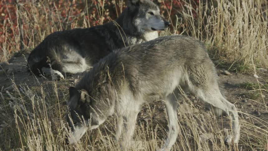 A wolf walking past another among tall grass