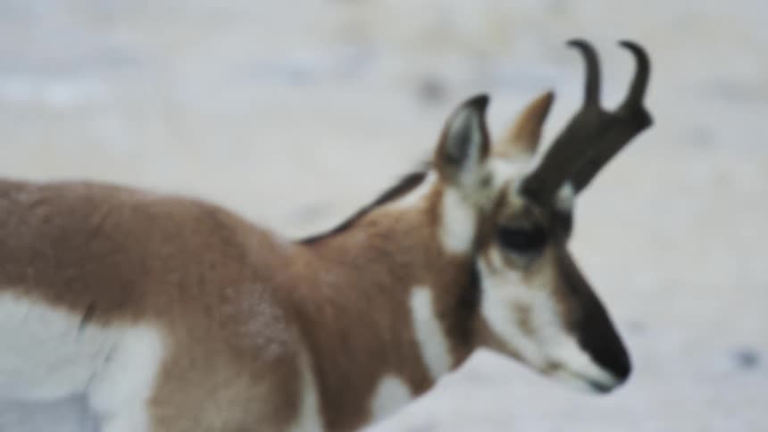 Pronghorn walking across a snowy plain