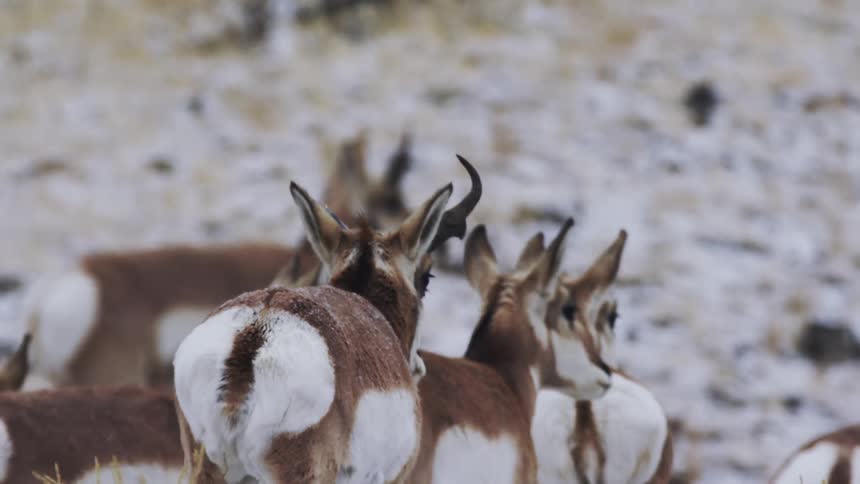 A herd of pronghorn mills around on a snow covered grass plain